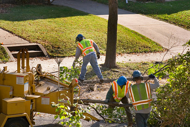 Best Hazardous Tree Removal  in Amery, WI